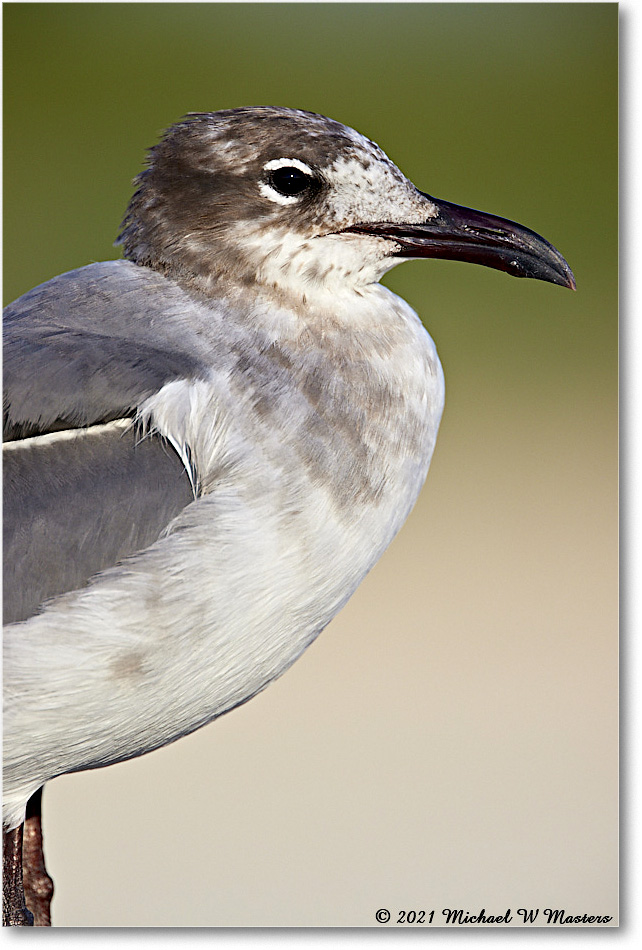 LaughingGull_Assateague_2021Jun_R5B02856 copy