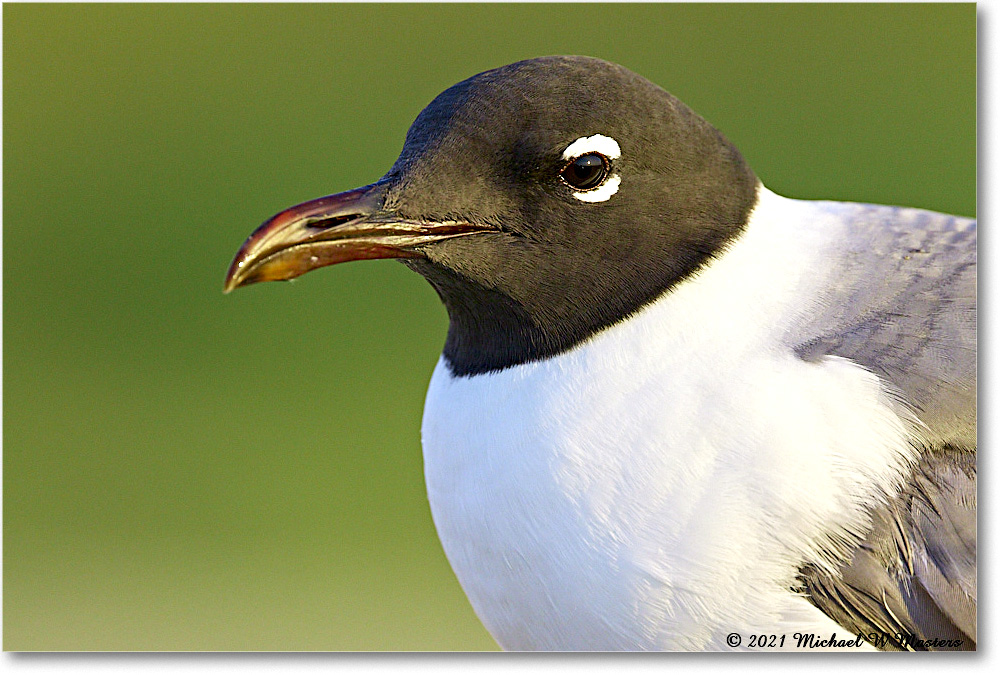 LaughingGull_Assateague_2021Jun_R5B03656 copy