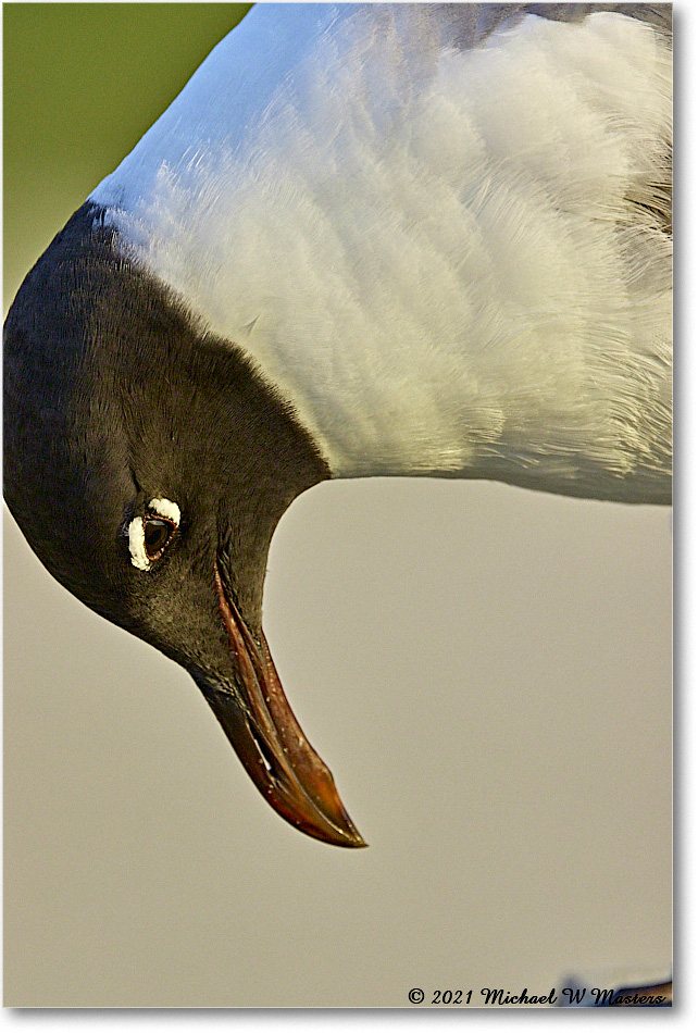 LaughingGull_Assateague_2021Jun_R5B03664 copy