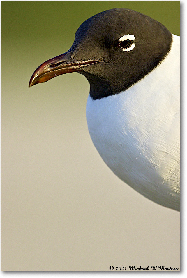 LaughingGull_Assateague_2021Jun_R5B03670 copy