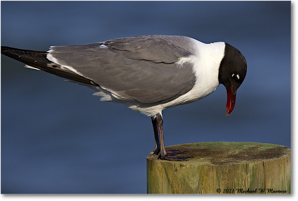 LaughingGull_OysterBay_2021Jun_R5B03444 copy