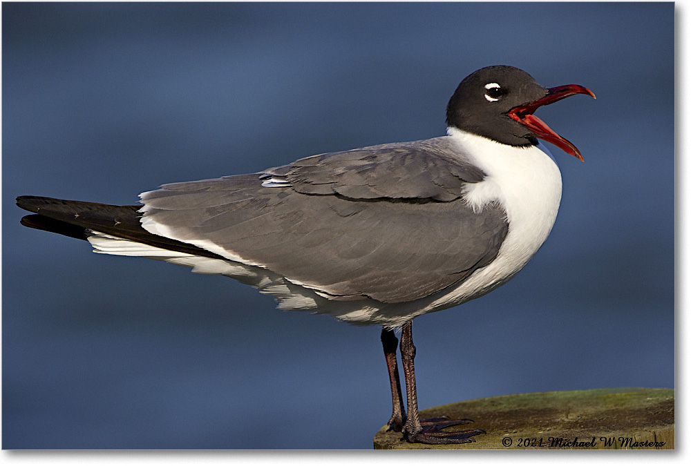 LaughingGull_OysterBay_2021Jun_R5B03449 copy