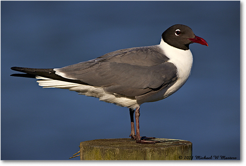 LaughingGull_OysterBay_2021Jun_R5B03475 copy