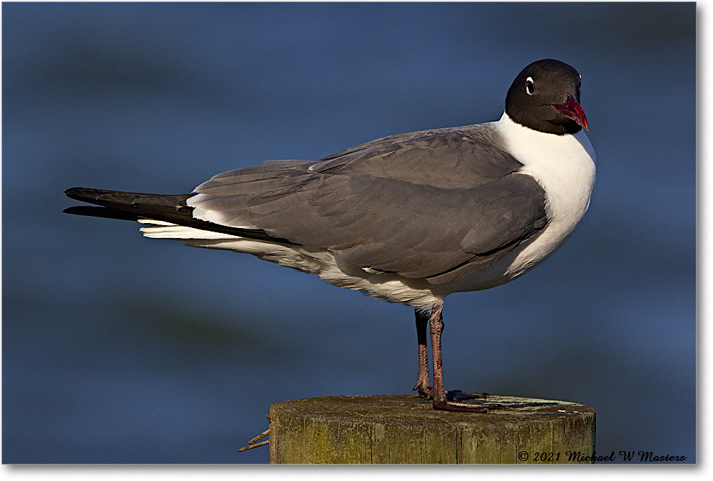 LaughingGull_OysterBay_2021Jun_R5B03484 copy