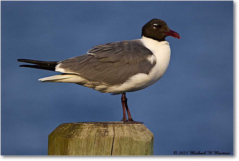 LaughingGull_OysterBay_2021Jun_R5B03815 copy