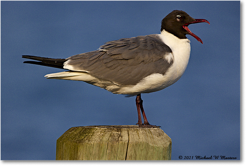 LaughingGull_OysterBay_2021Jun_R5B03816 copy