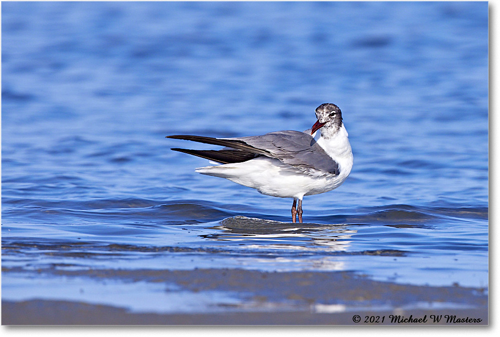LaughingGull_TomsCove_2021Jun_R5A04055 copy