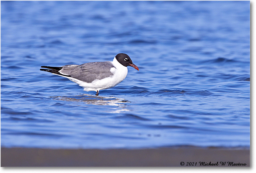 LaughingGull_TomsCove_2021Jun_R5A04076 copy