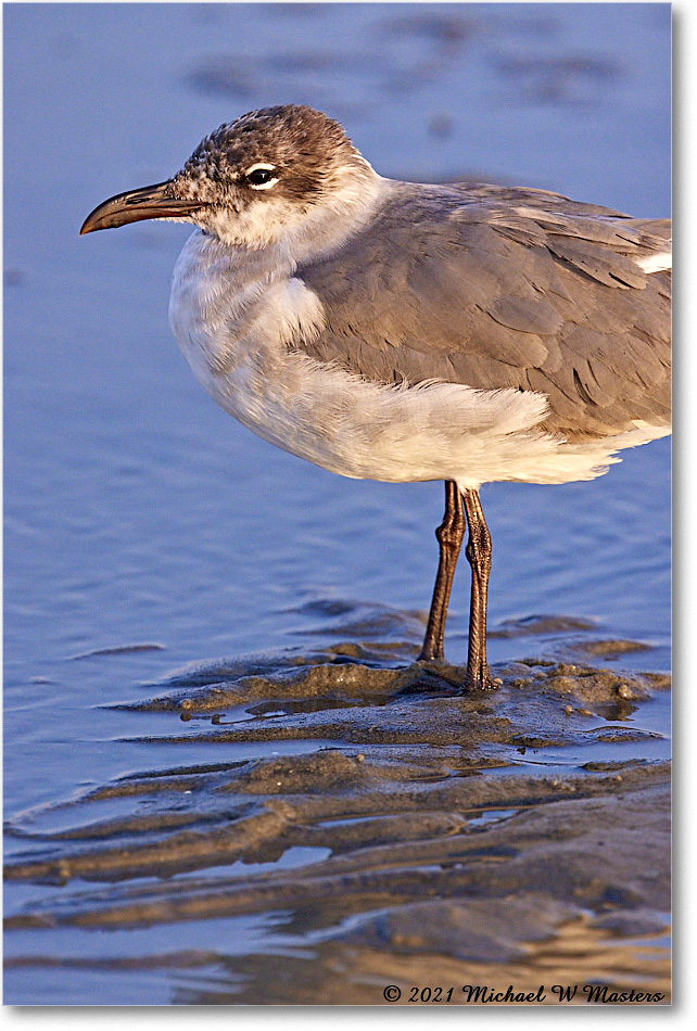 LaughingGull_TomsCove_2021Jun_R5B03633 copy