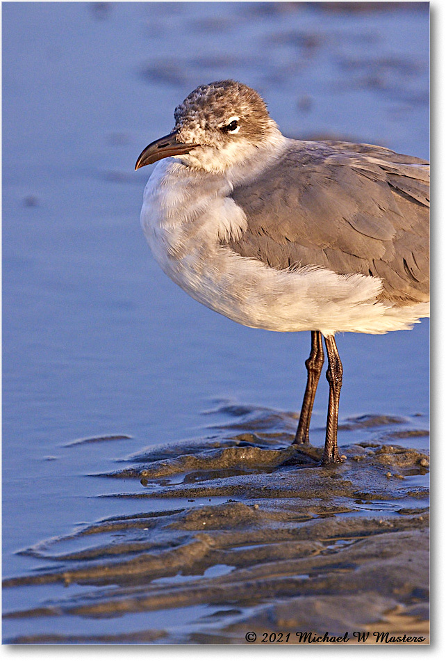 LaughingGull_TomsCove_2021Jun_R5B03635 copy
