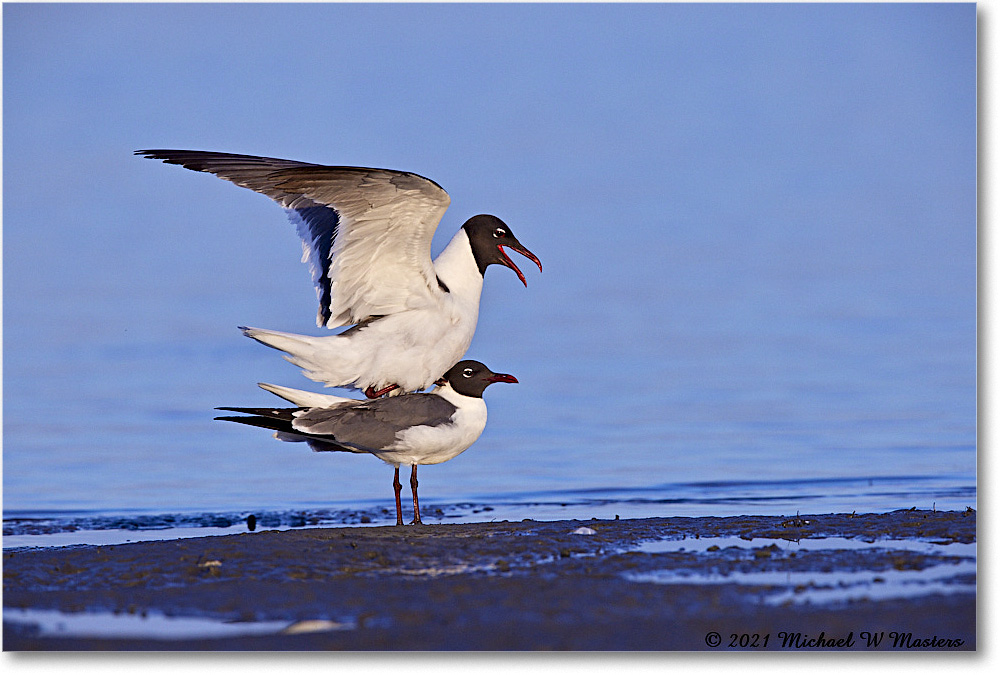 LaughingGulls_TomsCove_2021Jun_R5A04733 copy