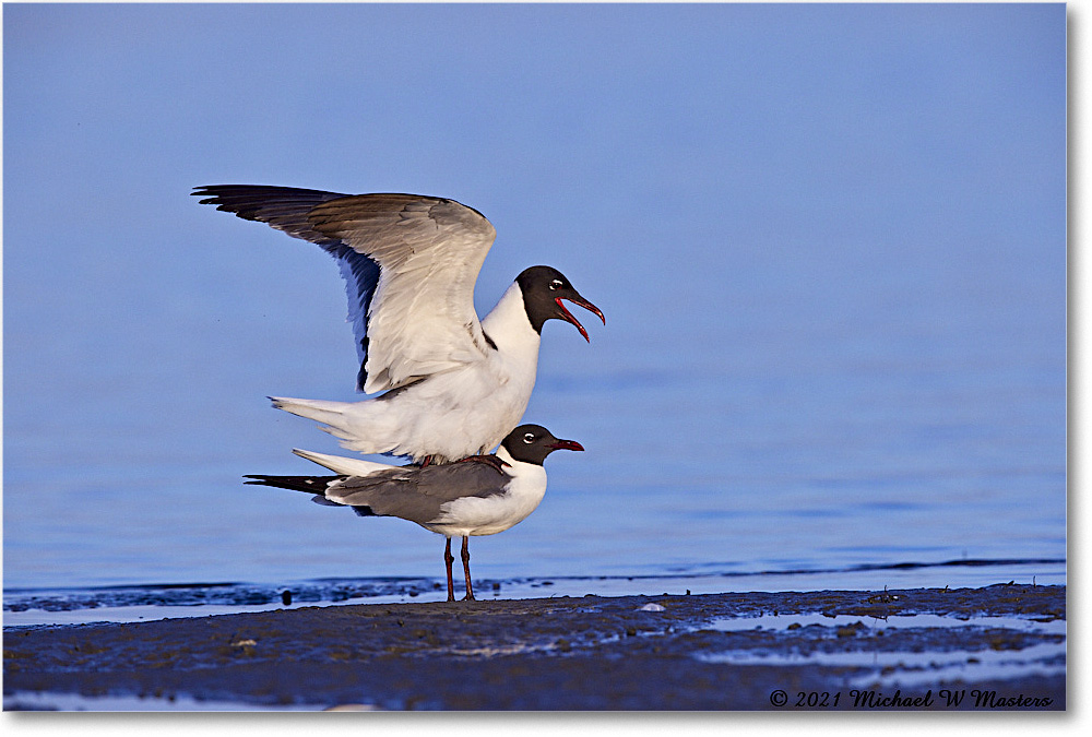LaughingGulls_TomsCove_2021Jun_R5A04735 copy