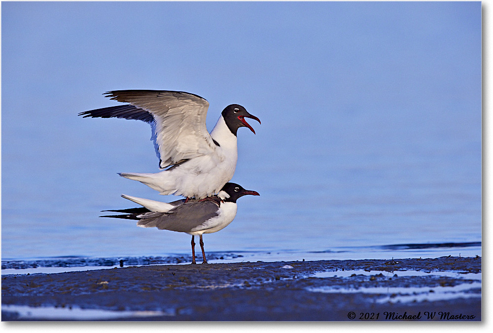 LaughingGulls_TomsCove_2021Jun_R5A04745 copy