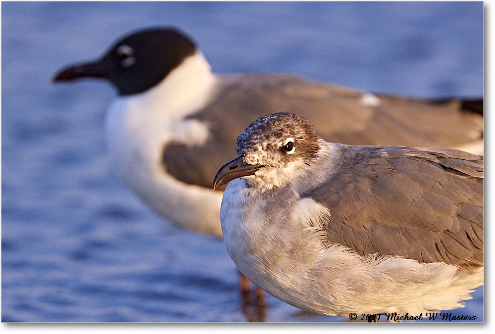 LaughingGulls_TomsCove_2021Jun_R5B03585 copy