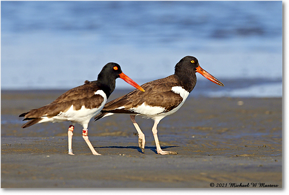 Oystercatcher_TomsCove_2021Jun_R5A03875 copy