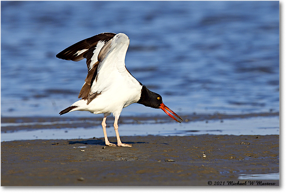 Oystercatcher_TomsCove_2021Jun_R5A03877 copy