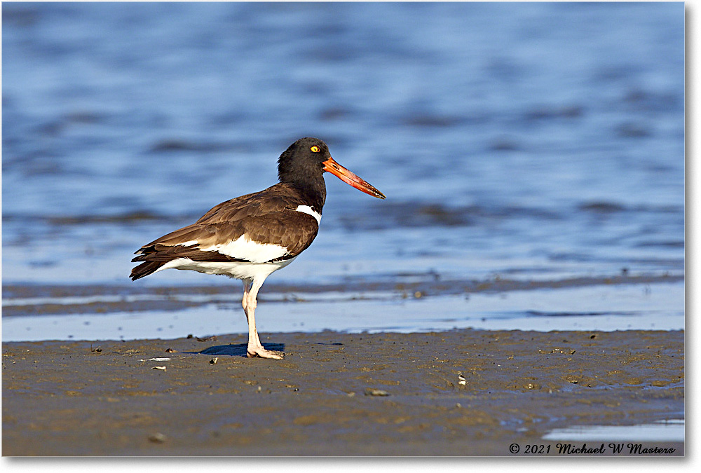Oystercatcher_TomsCove_2021Jun_R5A03888 copy