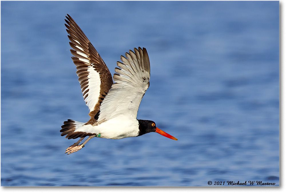 Oystercatcher_TomsCove_2021Jun_R5A03915-TSm copy