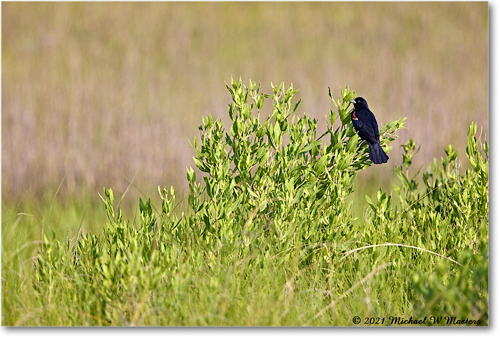 RedwingBlackbird_Assategue_2021Jun_R5B03787 copy