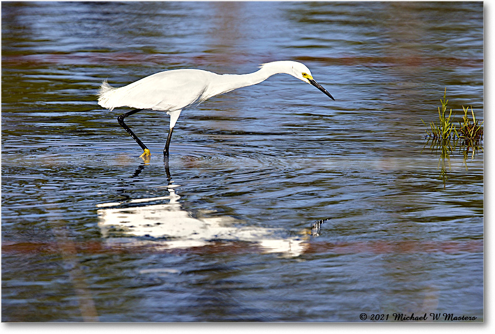 SnowyEgret_ChincoNWR_2021Jun_R5A04106 copy
