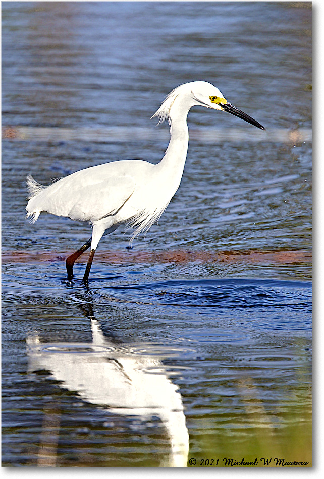 SnowyEgret_ChincoNWR_2021Jun_R5A04111 copy