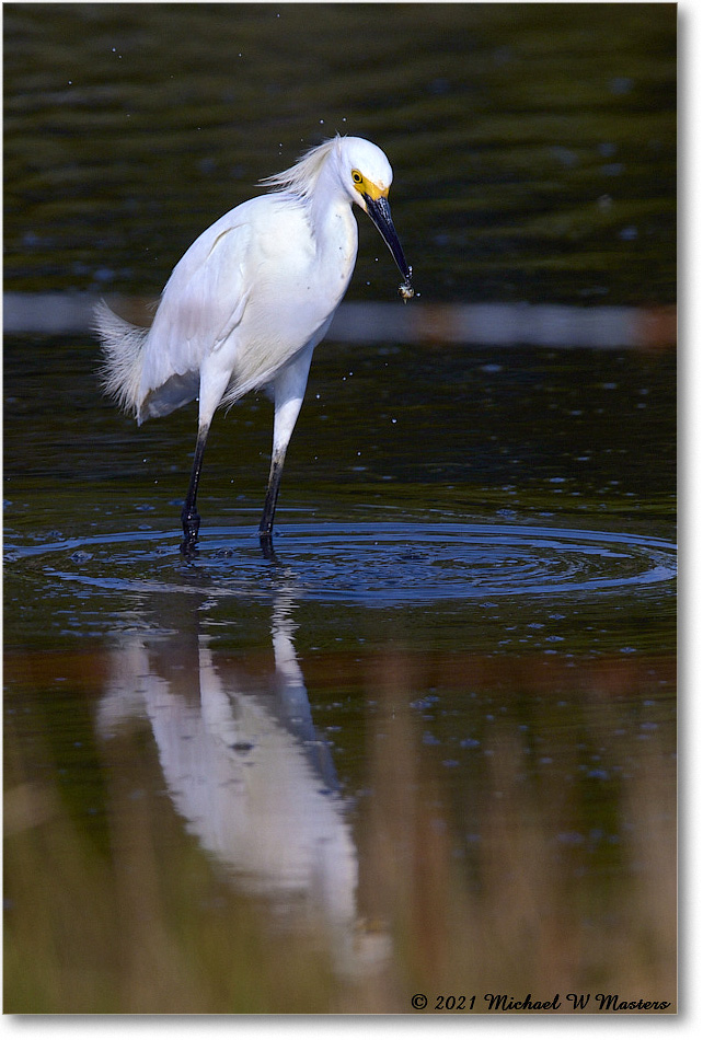 SnowyEgret_ChincoNWR_2021Jun_R5A04126 copy