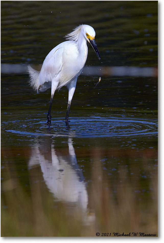 SnowyEgret_ChincoNWR_2021Jun_R5A04128 copy