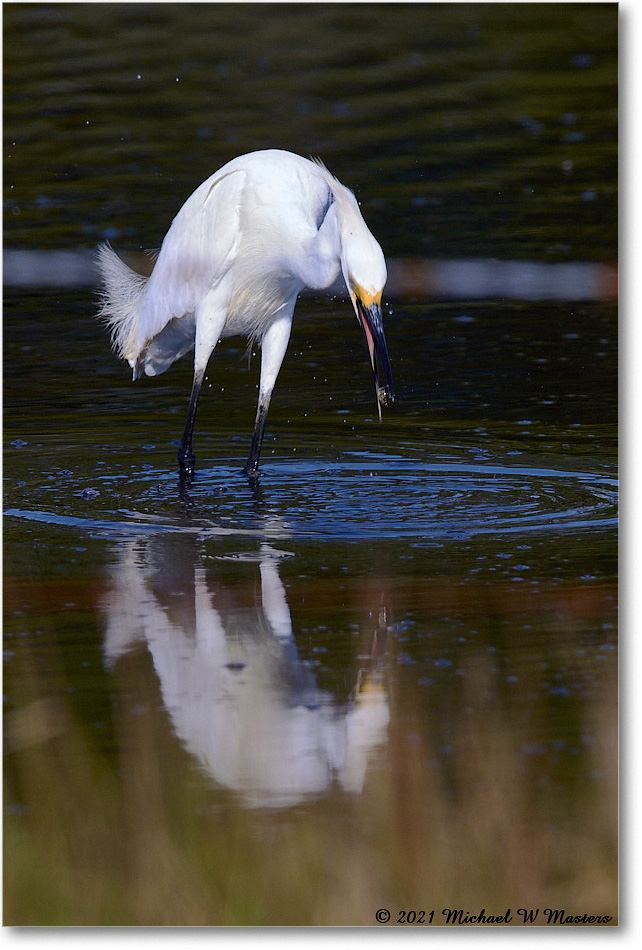 SnowyEgret_ChincoNWR_2021Jun_R5A04129 copy