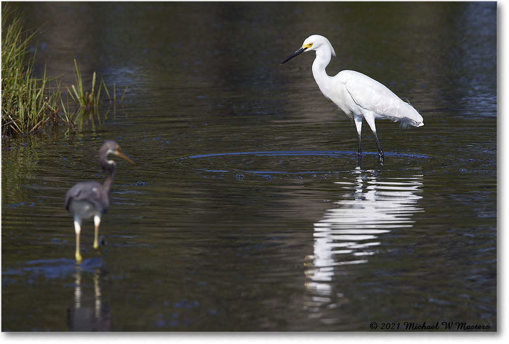 SnowyEgret_ChincoNWR_2021Jun_R5A04163 copy