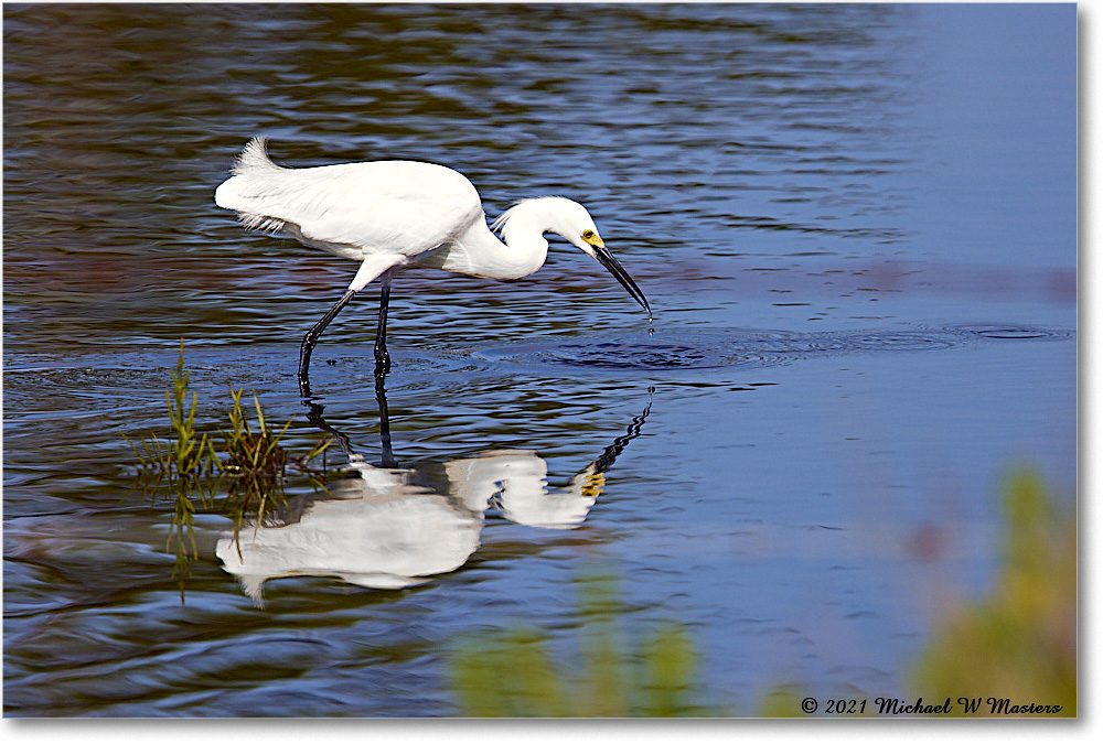 SnowyEgret_ChincoNWR_2021Jun_R5A04606 copy