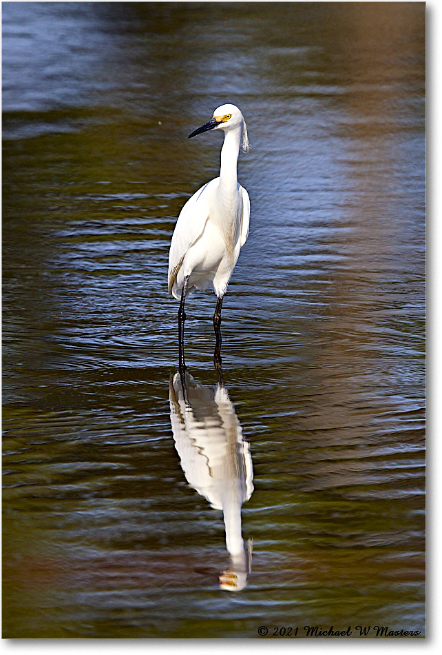 SnowyEgret_ChincoNWR_2021Jun_R5A04653 copy