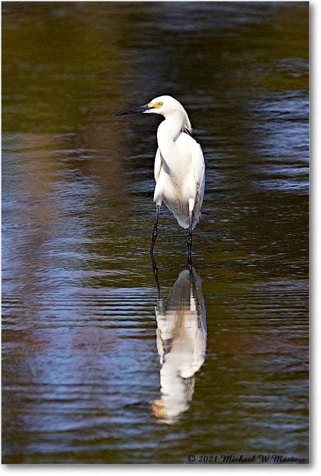 SnowyEgret_ChincoNWR_2021Jun_R5A04664 copy