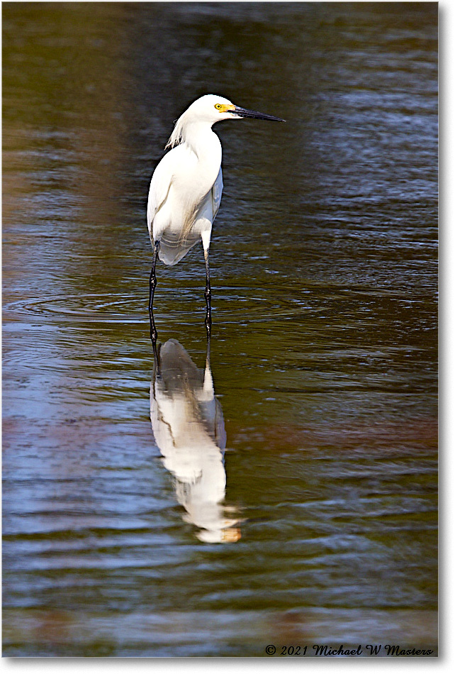 SnowyEgret_ChincoNWR_2021Jun_R5A04687 copy