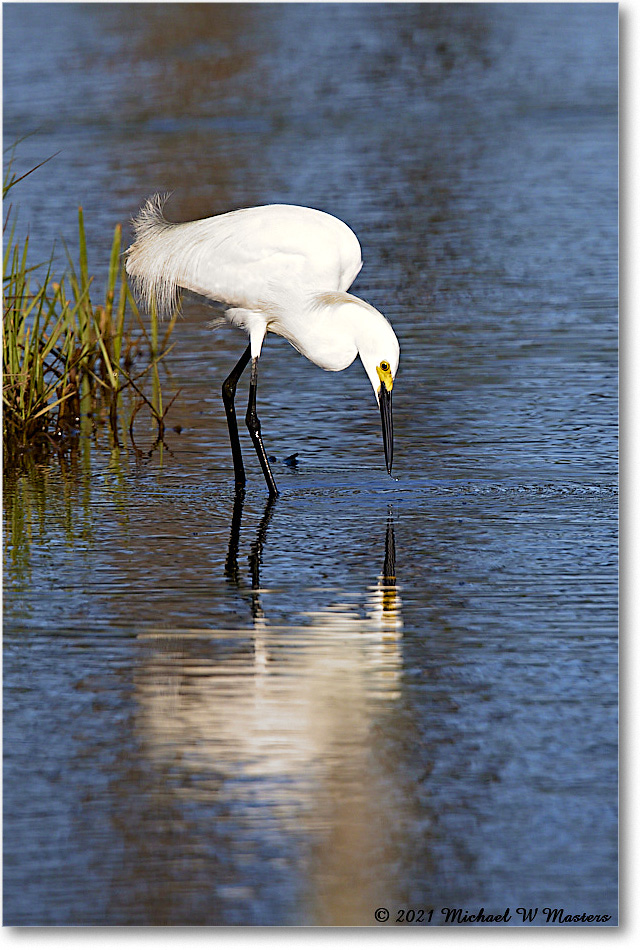 SnowyEgret_ChincoNWR_2021Jun_R5A05088 copy
