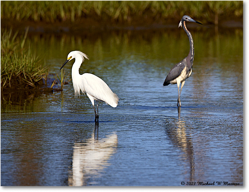 SnowyEgret_ChincoNWR_2021Jun_R5A05116 copy