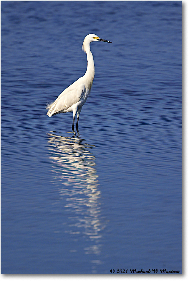 SnowyEgret_ChincoNWR_R5B02983 copy