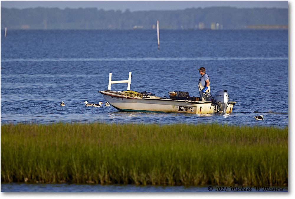 TomsCove_Assategue_2021Jun_R5B01386 copy