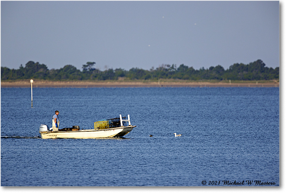 TomsCove_Assategue_2021Jun_R5B02925 copy