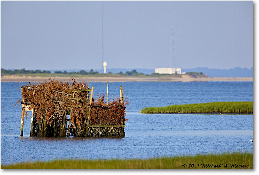 TomsCove_Assategue_2021Jun_R5B02932 copy