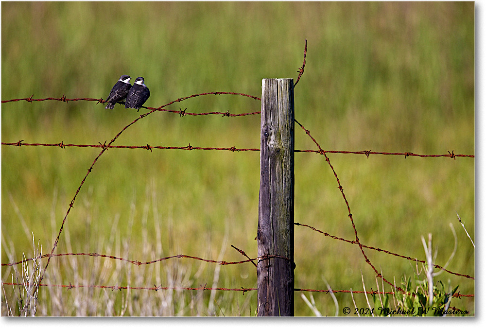 TreeSwallow_ChinclNWR_2021Jun_R5A05079 copy
