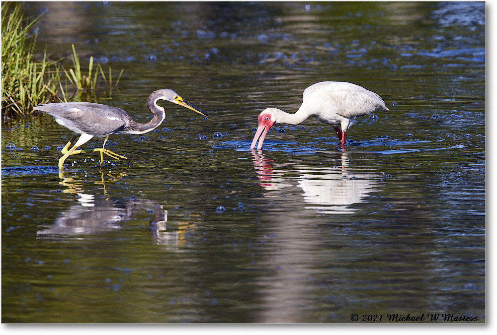 Tricolor&WhiteIbis_ChincoNWR_2021Jun_R5A04284 copy