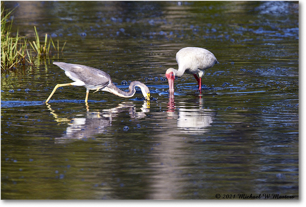 Tricolor&WhiteIbis_ChincoNWR_2021Jun_R5A04288 copy