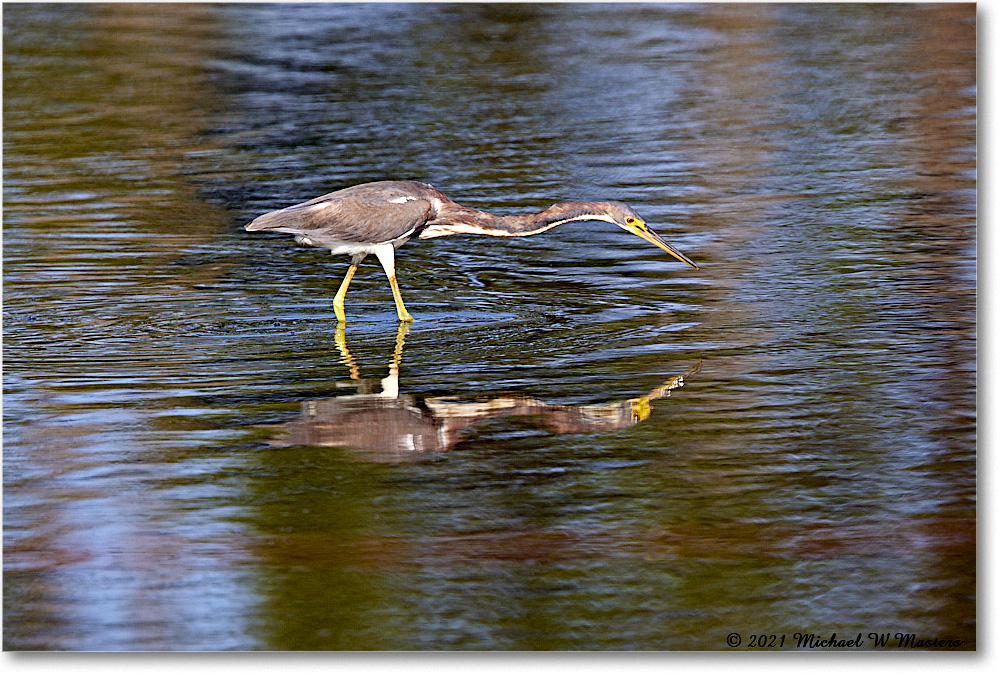 TricolorHeron_ChincoNWR_2021Jun_R5A04634 copy