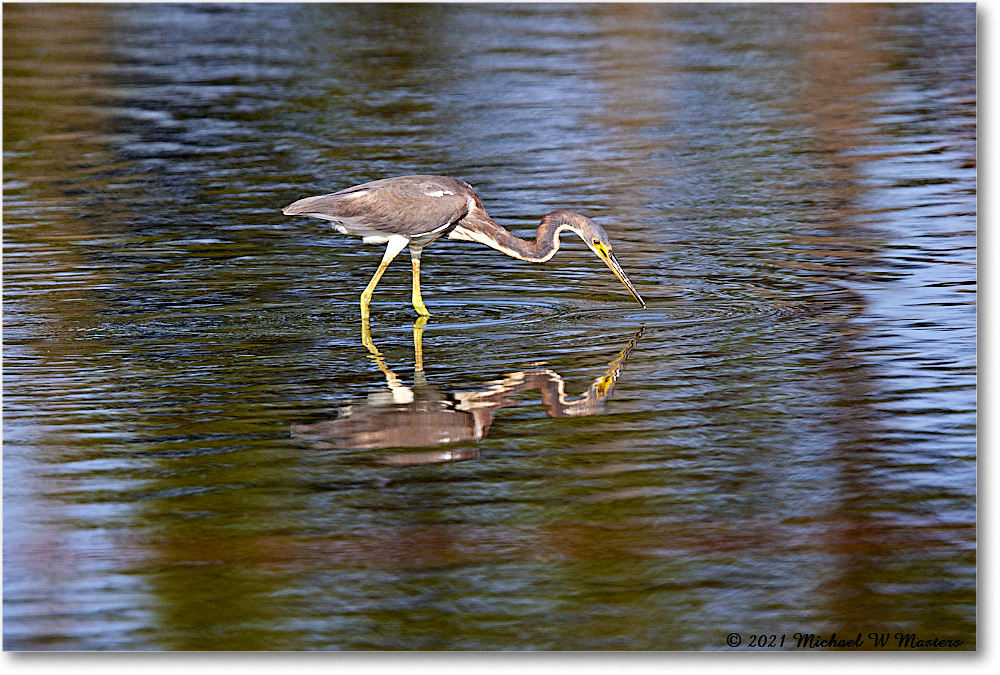 TricolorHeron_ChincoNWR_2021Jun_R5A04641 copy
