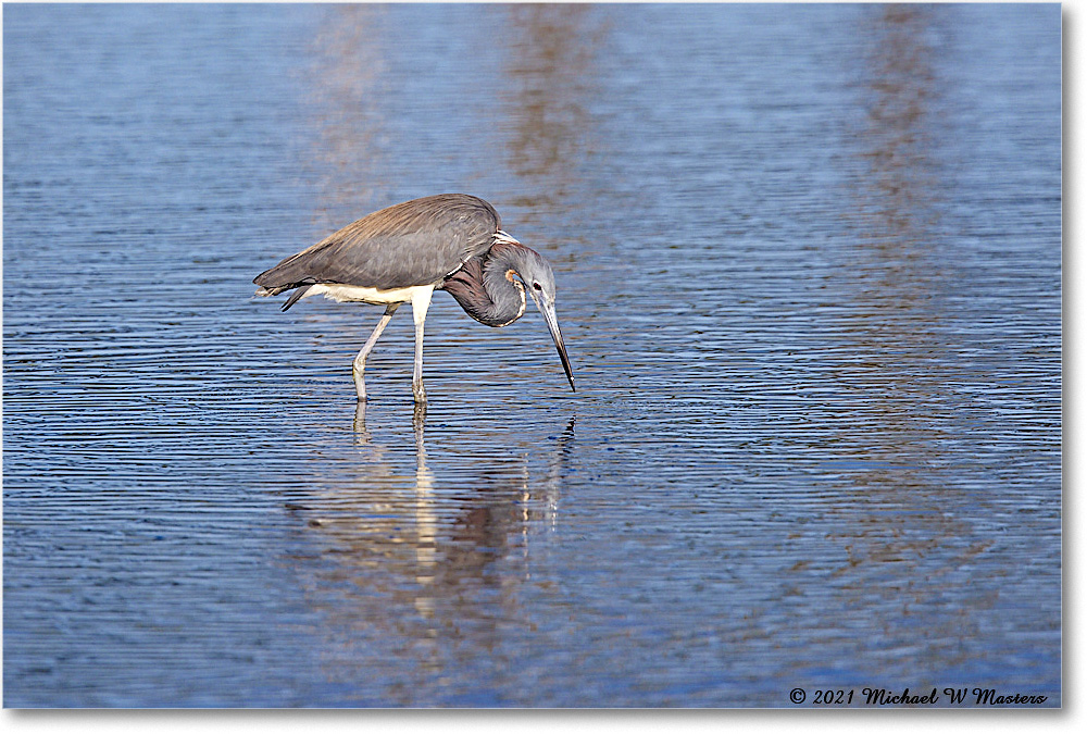 TricolorHeron_ChincoNWR_2021Jun_R5A05014 copy