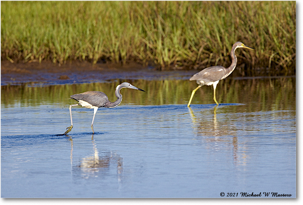 TricolorHeron_ChincoNWR_2021Jun_R5A05023 copy