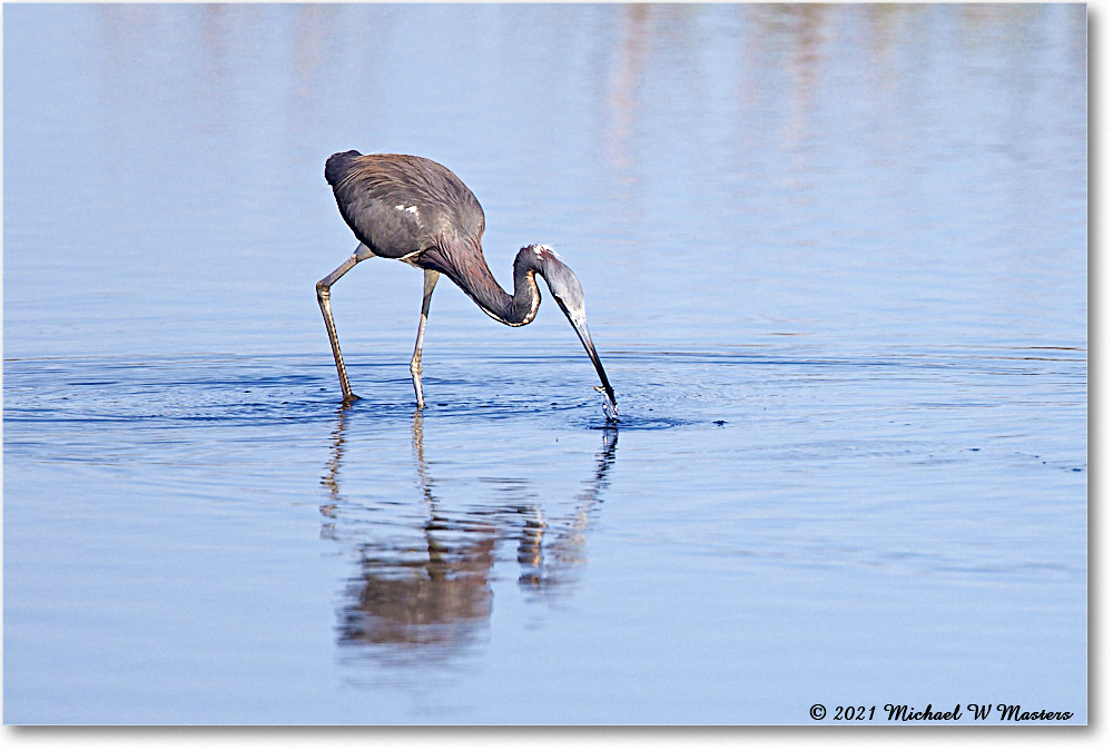 TricolorHeron_ChincoNWR_2021Jun_R5A05031 copy