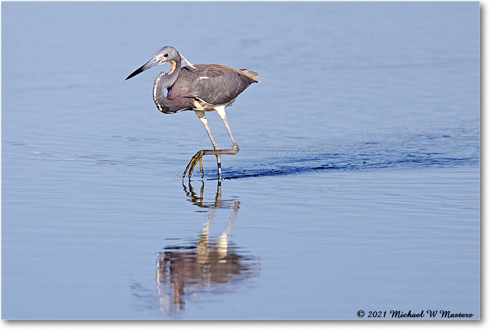 TricolorHeron_ChincoNWR_2021Jun_R5A05034 copy