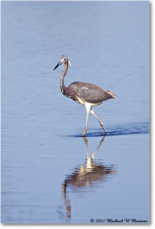 TricolorHeron_ChincoNWR_2021Jun_R5A05038 copy