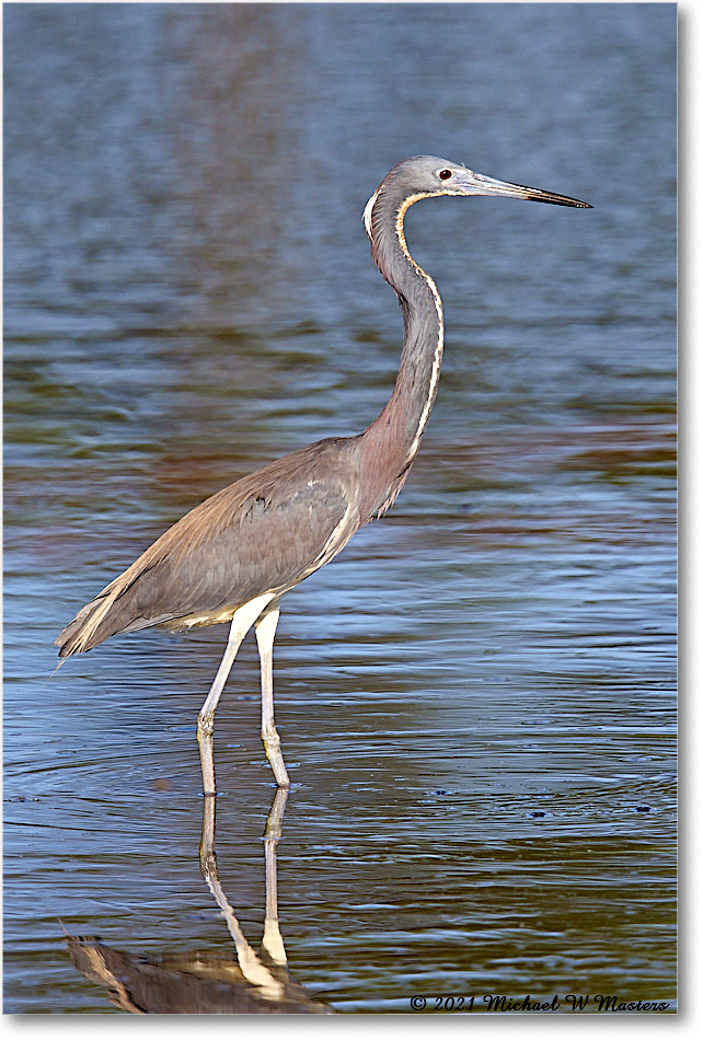 TricolorHeron_ChincoNWR_2021Jun_R5A05050 copy